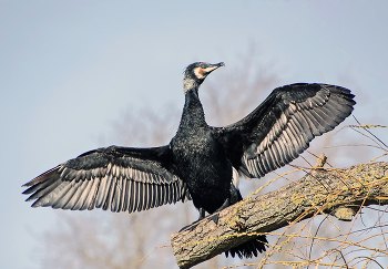 На просушке / ***