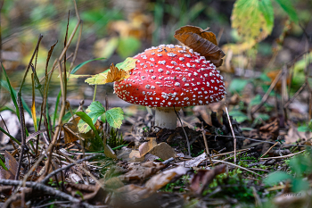 Мухомор. / Конец августа.