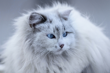 "Снежная королева" / Дворовая беспородная кошка с признаками: персидской, гималайской, сибирской, невской маскарадной, ангорской кошки (турецкая ангора).