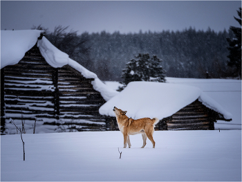Зима - холода... / Россия, Архангельская область, деревня Кимжа