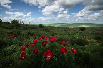 "Пионы-лохмачи" / Пион тонколистный, он же лохмач и ещё воронец. Это дикий вид пиона, типичный житель зоны степей и лесостепей. Ставропольский край, апрель 2025
Актуальную информацию о своих фототурах теперь я публикую здесь t.me/arskashkarov