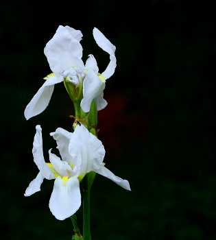 Скоро весна! / ***