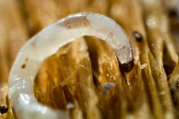 Зародыш личинки короеда / Маленький еще