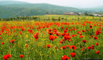 Весеннее настроение... / Дагестан, Хунзахский район. Маки