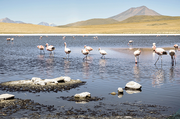Фламинго / нацпарк "Лагуна"