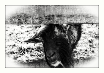 Эмигрант / ***