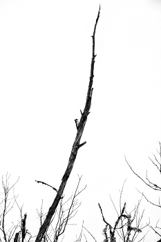 Пейзажизнь / ***