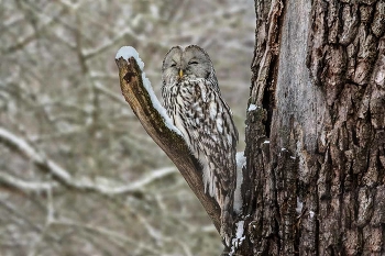 Длиннохвостая неясыть (уральская сова). / ***