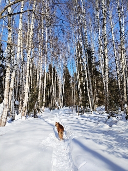 &nbsp; / Прогулки в зимне-весеннем лесу с собакой в солнечную погоду.