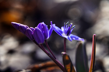 Сцилла / Крым, Скифский мыс, пролеска, сцилла