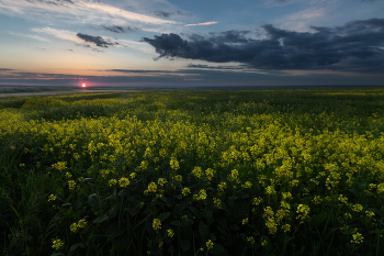 В закатных полях / ***