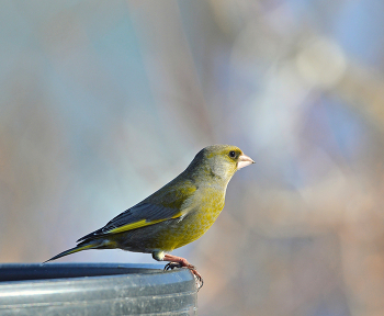 Зеленушка / весна, птицы