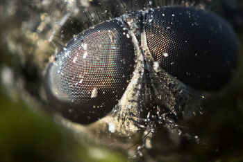 Мушкин портрет / ***