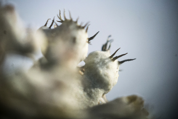 Белый мох (лишайник) / ***