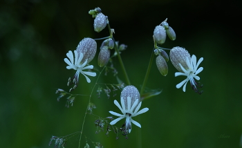 Летние зарисовки. / ***