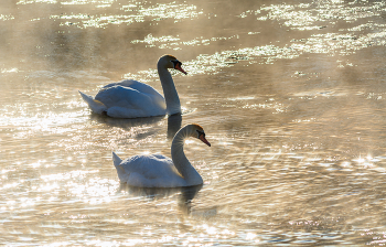 пара / на Дону