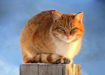 Рыжик мартовский / Домашние животные . Рыжий кот.