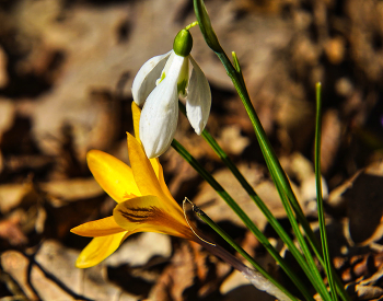 &nbsp; / Крым, Скифский мыс. Подснежник складчатый и крокус сузианский