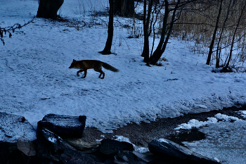 УТРЕННИЙ МОЦИОН / Обыкновенная лиса. Берег Финского залива.

Лисицы деятельны в любое время суток, но охотиться предпочитают рано утром и вечером.
 Повсеместно основу питания составляют мелкие грызуны = вне зависимости от времени года.