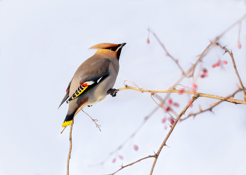 Свиристель. / На барбарисе.