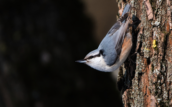 Поползень. / ***