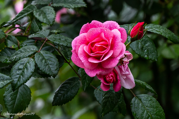 Роза / Снято: Россия, Краснодарский край, г.Сочи
Фотограф: https://vk.com/vvlopatoff