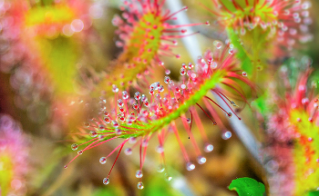 Росянка. / растет на болотах