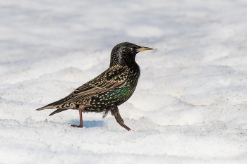 Бодро шагая босиком по снегу. / Скворец.