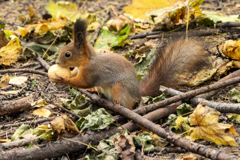 Добыча / Бельчонок с добычей