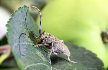 &nbsp; / Большой осиновый скрипун (Saperda carcharias)