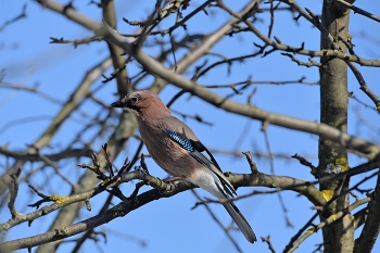 Сойка / весна, птицы