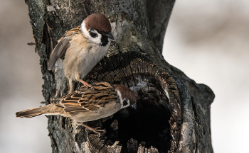 "Иди, проверь что там?" / ***