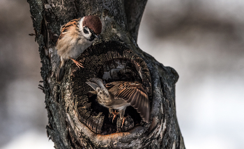 Гнездо нужно проверить... / ***