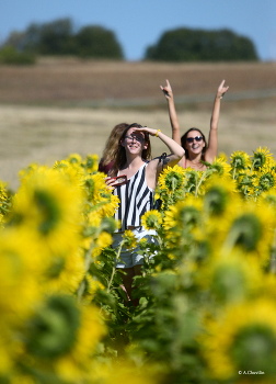 Подсолнечное настроение / Девушки на подсолнечном поле в хорошем настроении