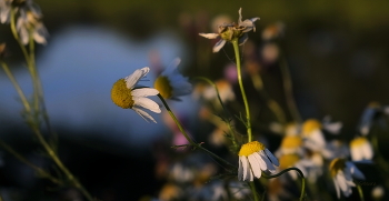 Утренние ромашки. / ***