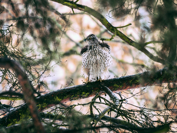 Ястреб-тетеревятник распушил свое "платьице" / Ястреб во время дождя