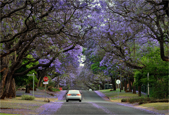 &nbsp; / Претория. ЮАР