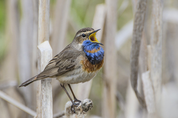 Сигнал / Россия. Тульская область. Ленинский район. Архангельское. Самец варакушки.