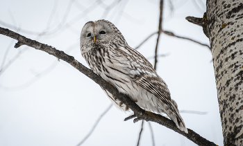 Мудрая длиннохвостая неясыть наблюдает за миром с высоты ветвей. / ***