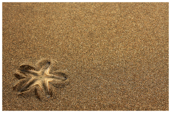 Морская звездочка / побережье Аравийского моря