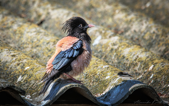На крыше дома своего... / Да, именно здесь, под крышей старой фермы обитает в составе большой колонии этот розовый скворец.