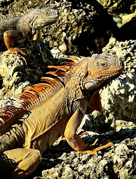 &nbsp; / Blizzards sitting on the rock