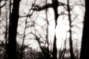 Сумрак / начало марта, лес