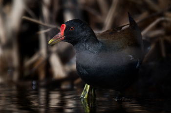 Живущая в камышах / Живущая в камышах
Любая густая надводная растительность
это её убежище. Удалось снять её в этом
привычном для неё окружении.
Камышница, Common Moorhen.
Россия, город Краснодар.
