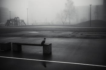 Утро с вороной. / ***