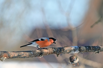 И воробья как будто ветром сдуло.... / весна, птицы