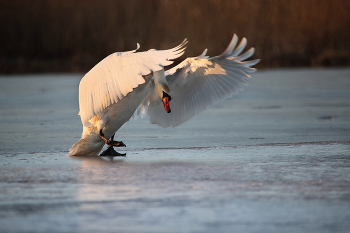 дирижер без оркестра / март, озеро, самец лебедя-шипуна отгоняет соперника