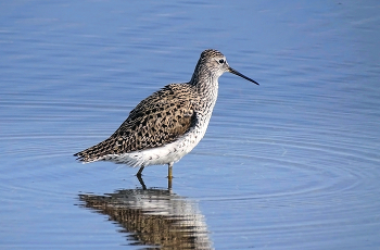 Кулик поручейник / Поруче́йник — вид птиц из семейства бекасовых. Поручейник гнездится в ареале между Восточной Европой и Средней Азией, предпочитая влажные низменные луга и степные и таёжные болота. Для зимовки совершает перелёт в Африку или Южную Азию, в особенности в Индию. Этот вид питается насекомыми и мелкими водными беспозвоночными, прочёсывая клювом мелководье и ил.