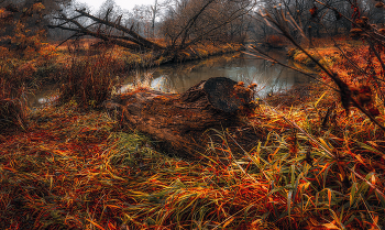Пень. / Парк природного заказника реки Сетунь.