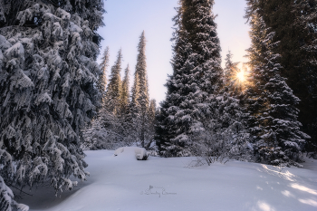 Сквозь заснеженную хвою... / Горными тропами к Альплагерю Туюк-Су
